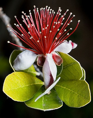 475px-Feijoa_sellowiana_edit.jpg