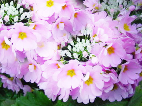 Primula_malacoides1.jpg