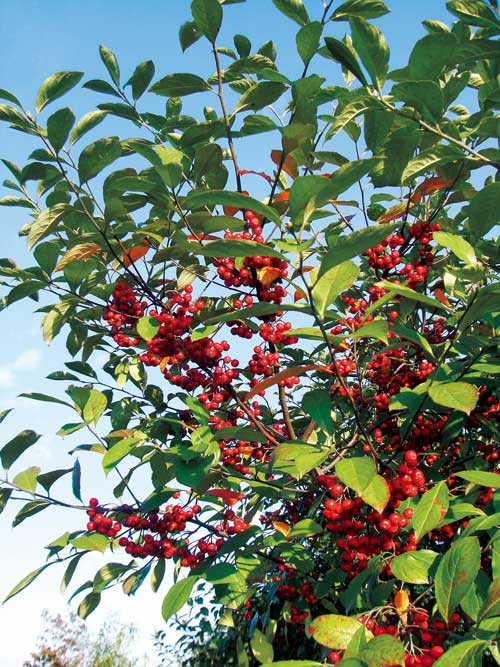 aronia.jpg