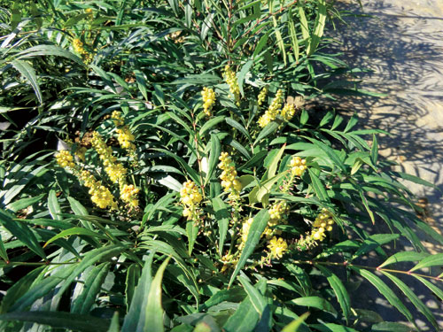 mahonia_2.jpg