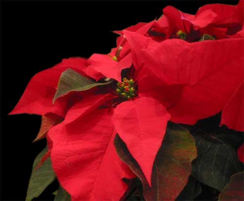 poinsettia.jpg