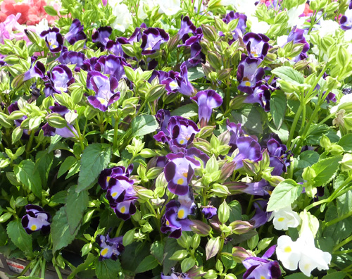 torenia.jpg